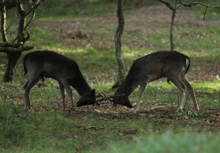 aw-duinen-13